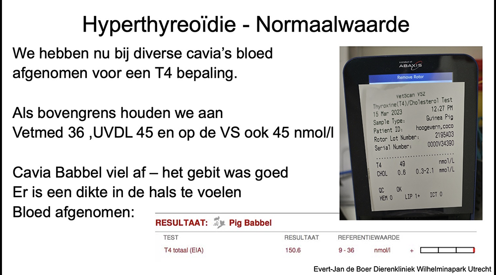 Een te hoge t4 - schildklierwaarde bij een cavia